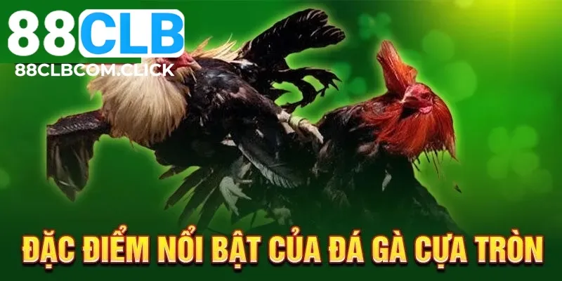 Khái quát thông tin về bộ môn Chọi Gà Cựa Tròn